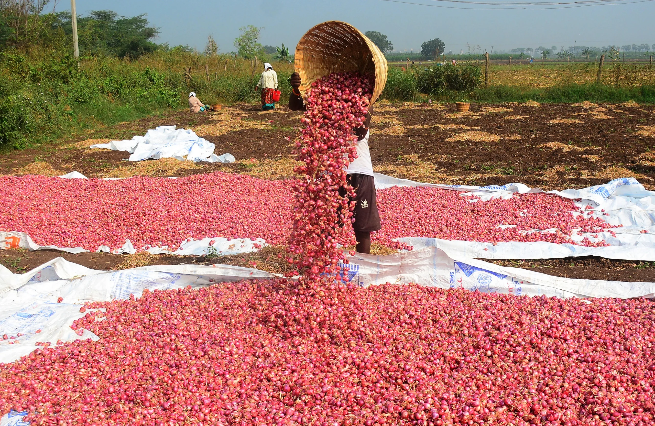 Onion prices skyrocketed in just a week, bringing tears to people's eyes