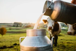 Increased milk production