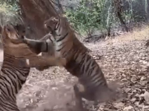रणथंभौर में दो बाघिनों में लड़ाई, VIDEO:एक मिनट तक एक-दूसरे पर हमला किया; फाइट देखकर पर्यटक रोमांचित हुए 1 gif 30 1747729906 kbmgJJ