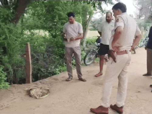 सीकर में शव की सूचना पर पहुंची पुलिस:कट्टे को खोला तो निकला कुत्ते का शव; रुपाणा धाम आईटीआई के पास की घटना 1 1000130748 1751010300 NYjtSh
