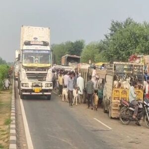 दौसा में सड़क पर लग रही बकरा मंडी:पुलिस थाने से 300 मीटर दूर नेशनल हाईवे पर ट्रेफिक जाम के हालात; रेंग-रेंग कर चलते हैं वाहन