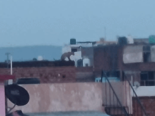जयपुर के रिहायशी इलाके में पहुंचा लेपर्ड:वन विभाग ने चलाया सर्च ऑपरेशन, 5 घंटे में भी नहीं मिला-लोगों में डर का माहौल 1 ezgifcom resize 2 1750817216 0Em5ji
