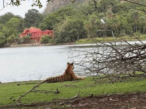 मां की मौत के बाद निहारती रही बाघिन बेटी:ऐरोहेड की मौत का पता रिद्धि के संकेतों से चला, पोस्टमॉर्टम में अंदरूनी अंग डैमेज मिले 1 ezgifcom resize 4 1750401579 3svhEs