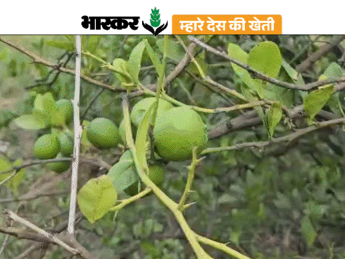 कागजी नींबू की खेती से किसान हुए लखपति:साल में 3 बार मिल रहा प्रोडक्शन, कारोबारी बोले- इस नींबू के आचार की ज्यादा डिमांड 1 gif 47 1750948351