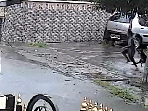 8 साल के बच्चे को कुत्तों ने नोंचा, VIDEO:सड़क पर गिराकर हाथ-पैर और पेट पर काटा; मदद के लिए चीखता रहा मासूम 1 gif 61 1750846791 K7O4Rs