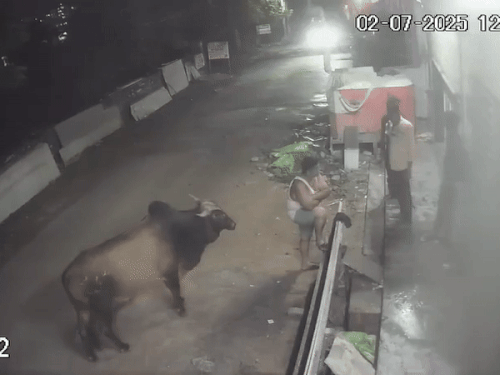 कोटा में सांड ने युवक पर किया हमला, VIDEO:हॉस्टल के बाहर खड़ा था; सींग से उठाकर पटका, जांघ का मांस फटा, 30 टांके लगे 1 whatsappvideo2025 07 04at64728pm ezgifcom resize 1751637625 Wg1tNf